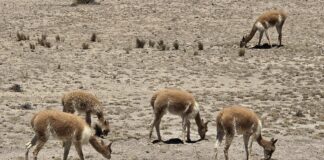 Tag 7 Colca Canyon